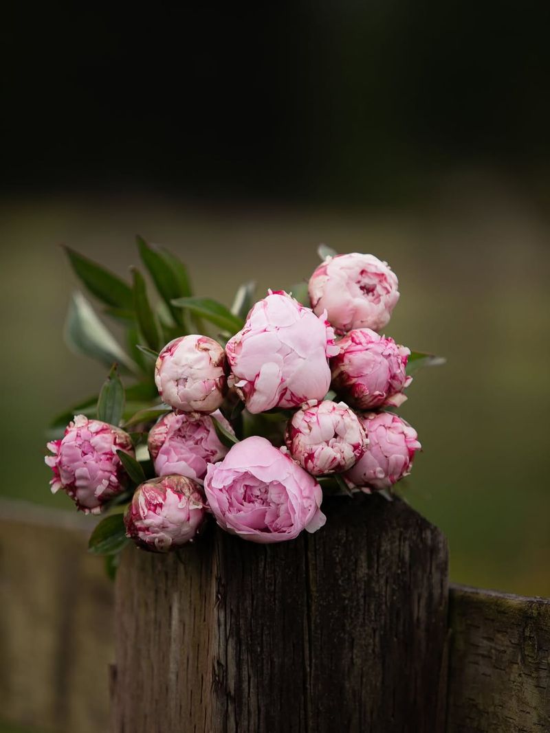 Peonies