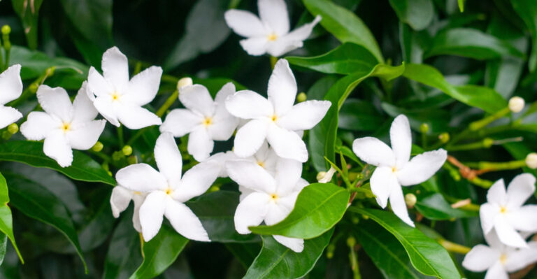 jasmine (featured image)