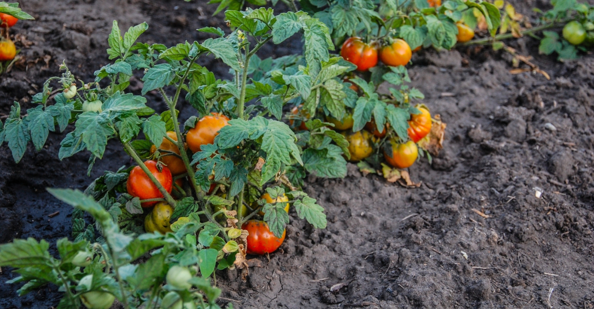 10 Plants In Maine That Can Benefit From Adding Wood Ash To Soil