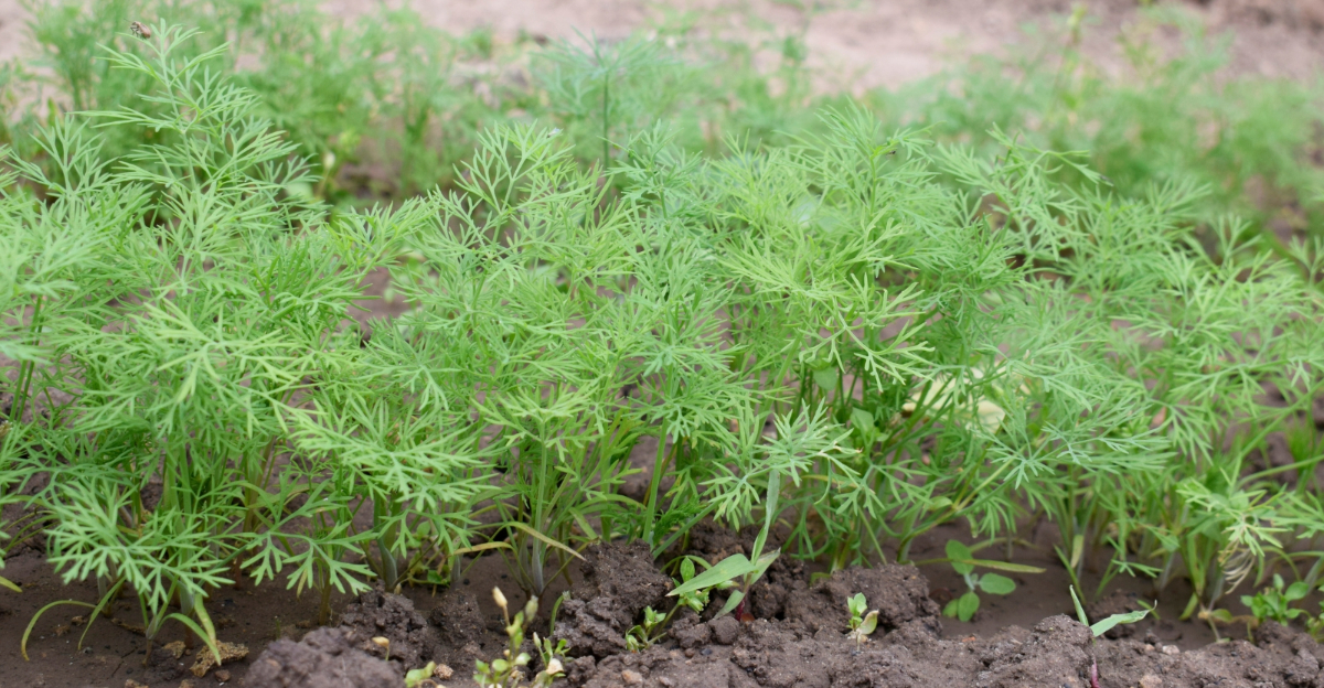 dill (featured image)