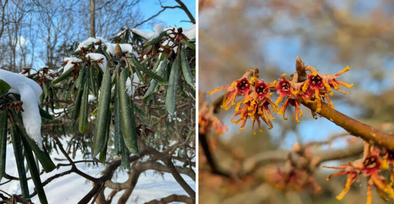 10 Plants Oregon Gardeners Should Not Prune Right Now