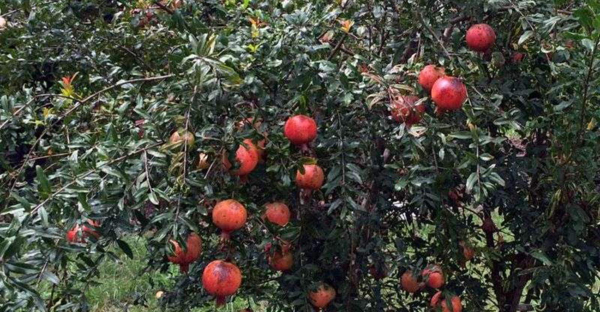 10 Plants Texas Gardeners Should Prune In January For Healthier Growth