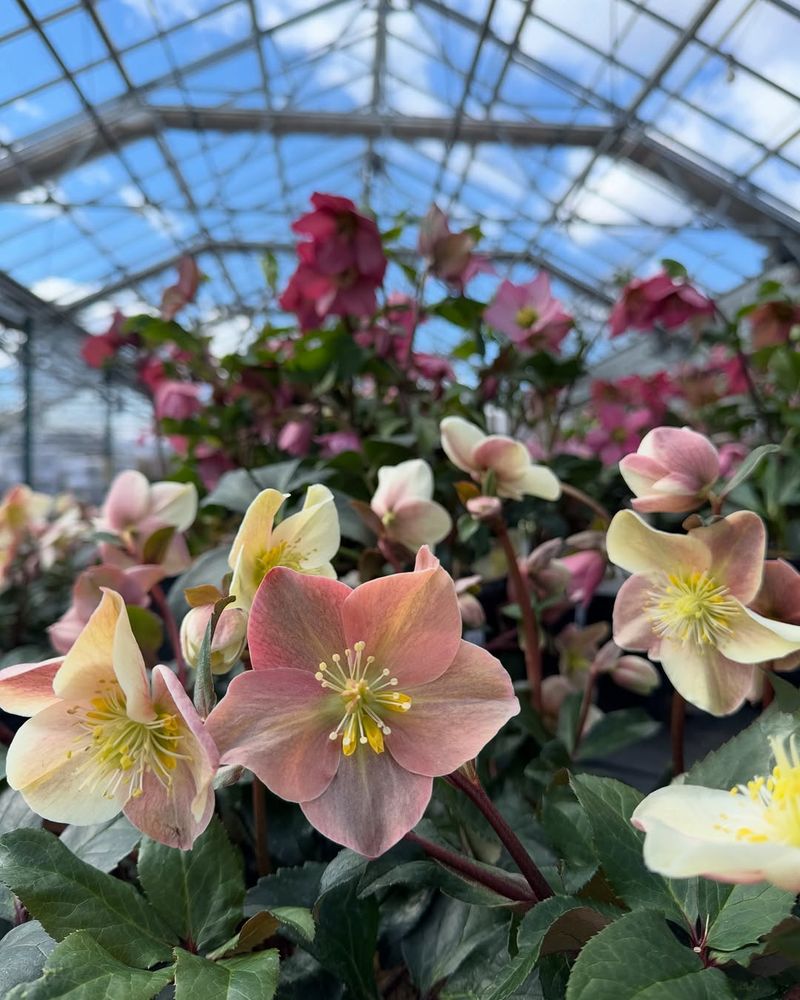 Hellebores (Lenten Rose)