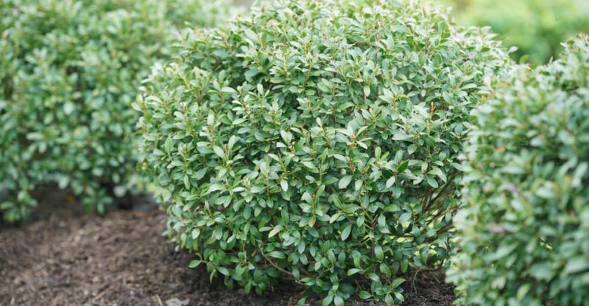 boxwood shrub