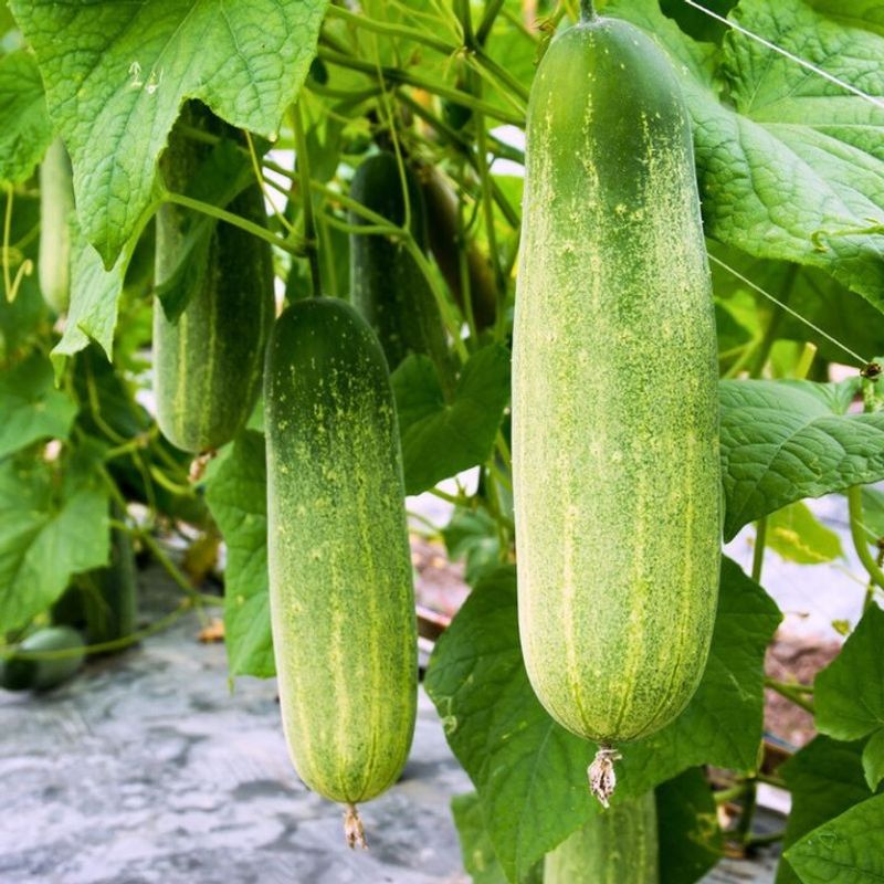 Cucumbers (Cucumis Sativus)