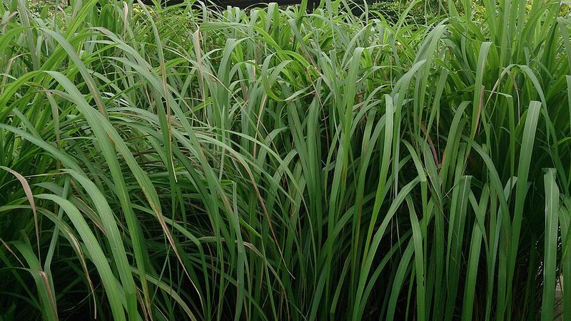 Citronella Grass