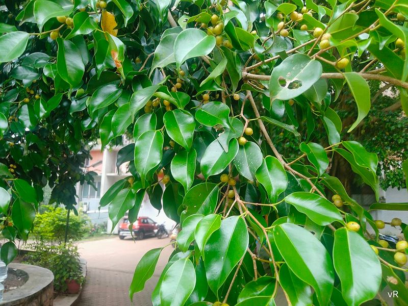 Ficus (Indian Laurel Fig / Weeping Fig)