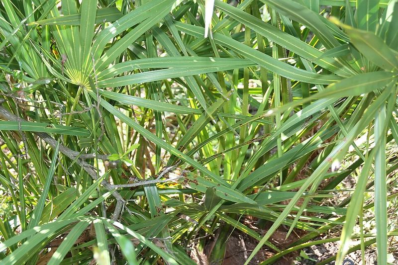 Saw Palmetto (Serenoa repens)