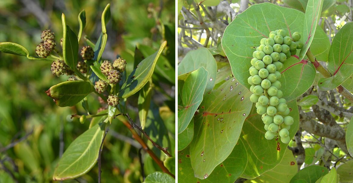 Conocarpus erectus and Coccoloba uvifera
