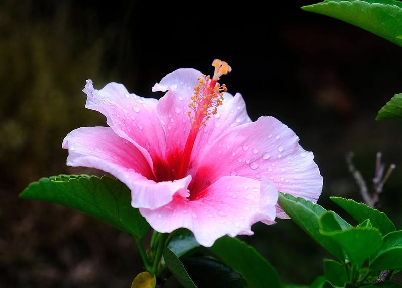 Hibiscus