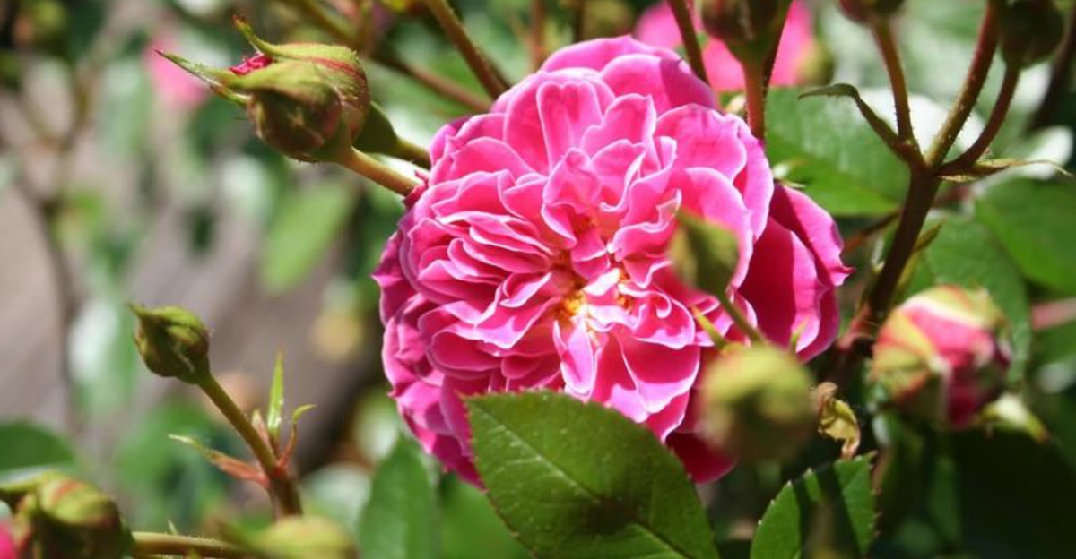 10 Plants With Big And Huge Flowers That Thrive In Texas Backyards