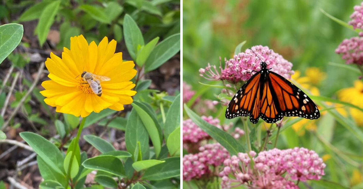 bee on coreopsis and monarch butterfly on swamp milkweed