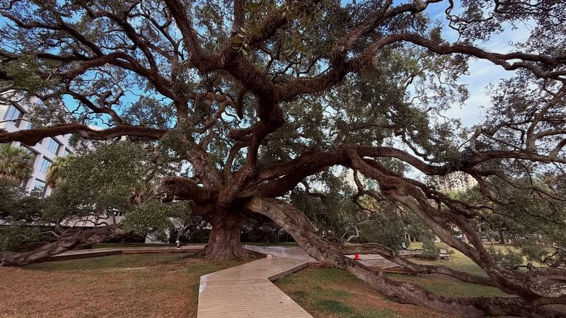 Heritage Or Landmark Trees Protected By Local Ordinances