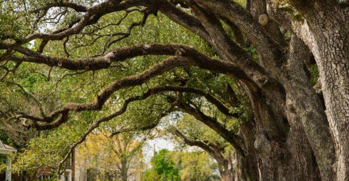 10 Protected Trees In Pennsylvania That Can Lead To Heavy Fines If You Cut Them Down