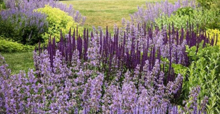 purple perennials