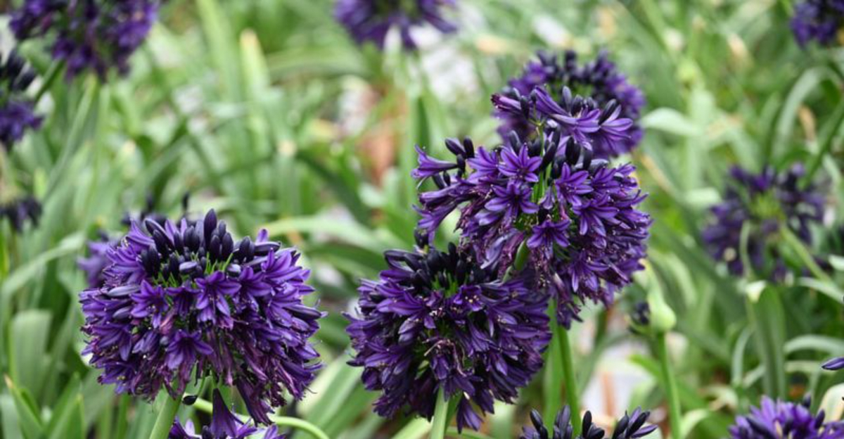 plants (featured image)