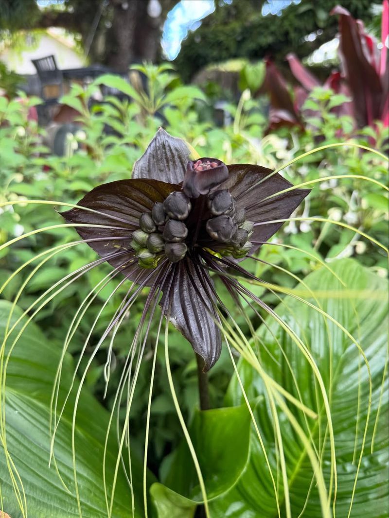 Tacca Chantrieri (Black Bat Flower)