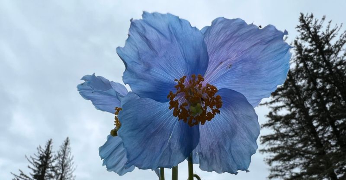 Himalayan Blue Poppy