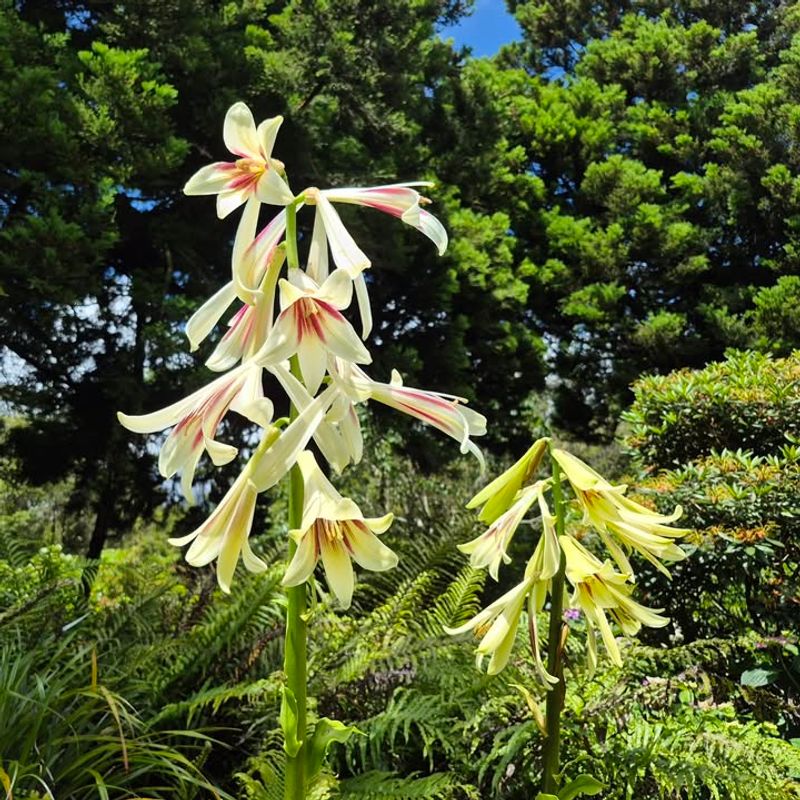 Cardiocrinum Giganteum (Giant Himalayan Lily)