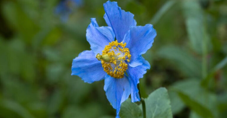 Himalayan Blue Poppy