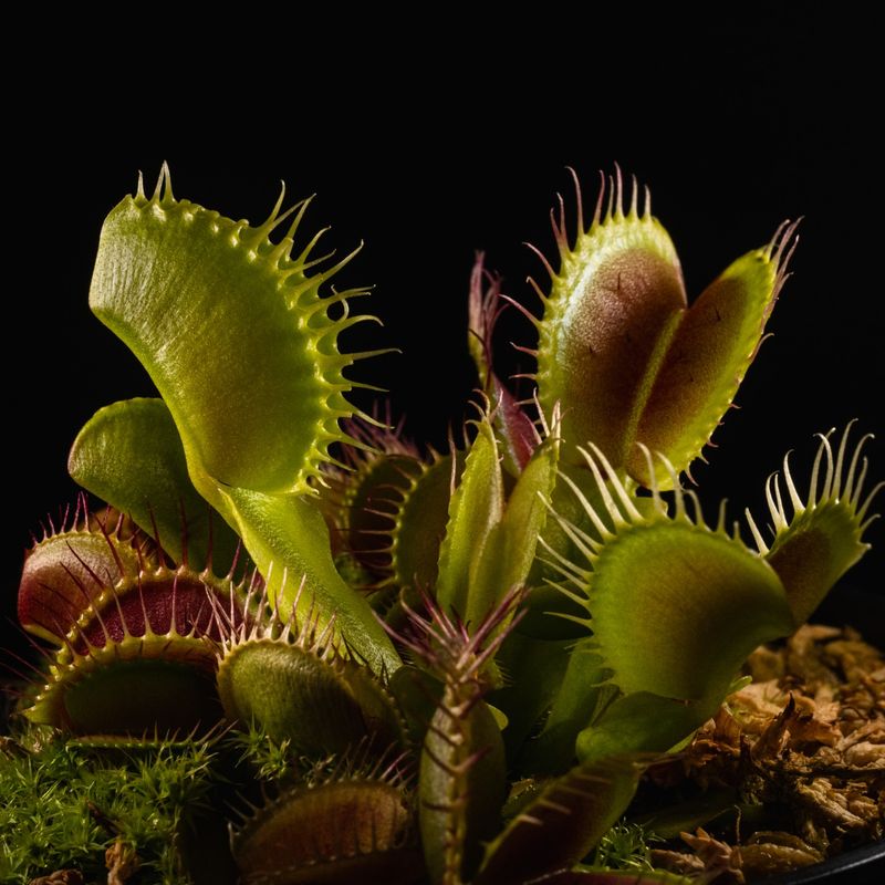 Venus Flytrap