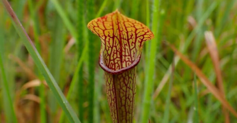 mountain pitcher plant