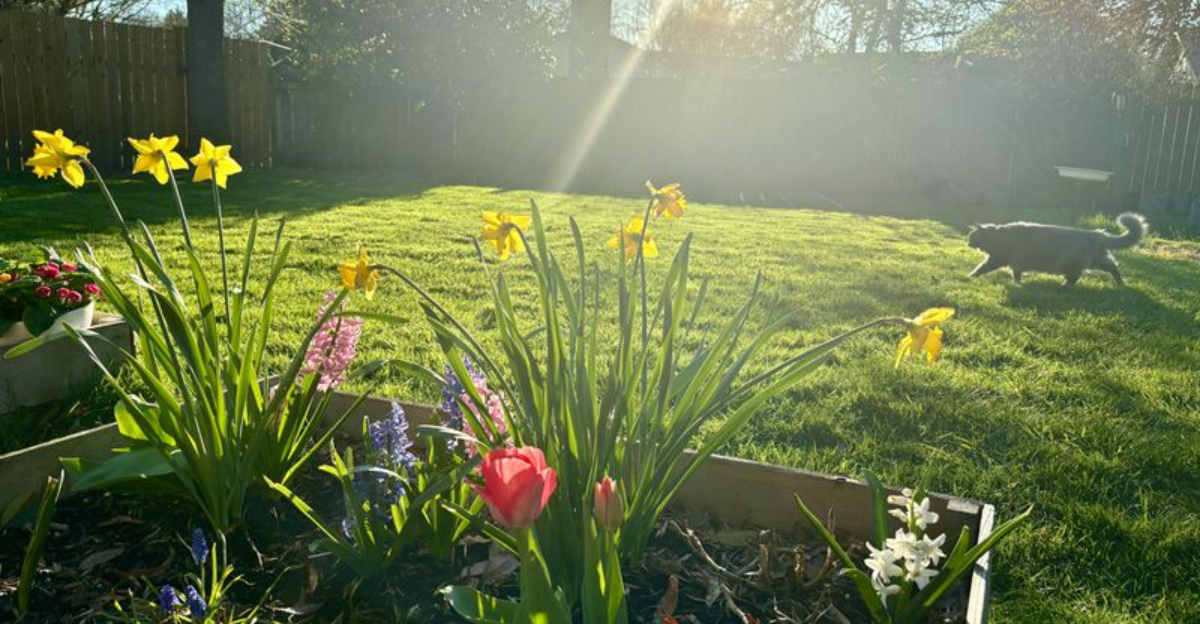 sun exposed garden in oregon