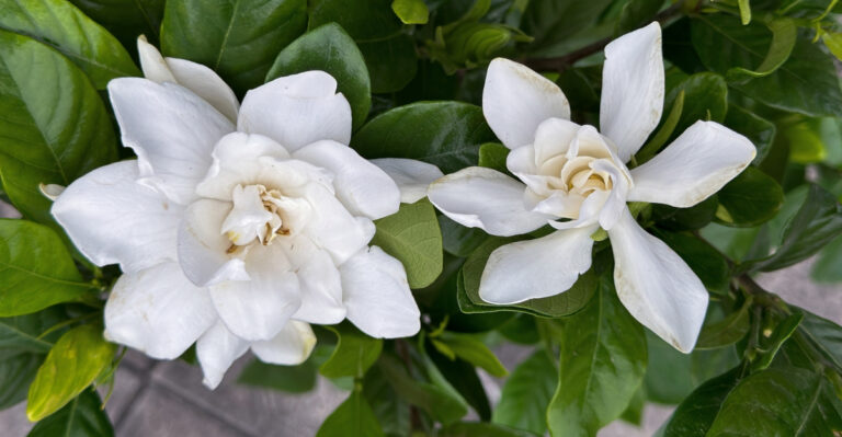 gardenia (featured image)
