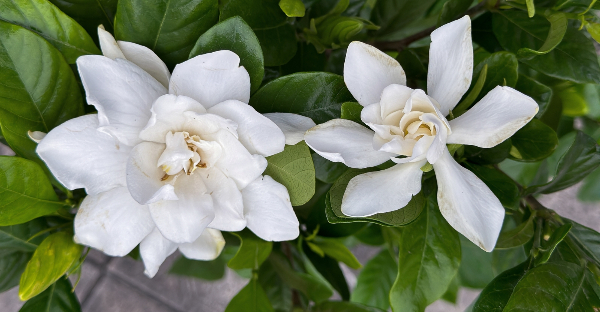 gardenia (featured image)