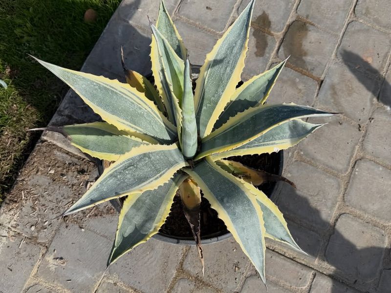 Century Plant (Agave americana)