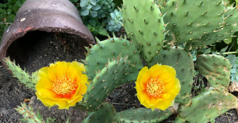 plant (featured image)