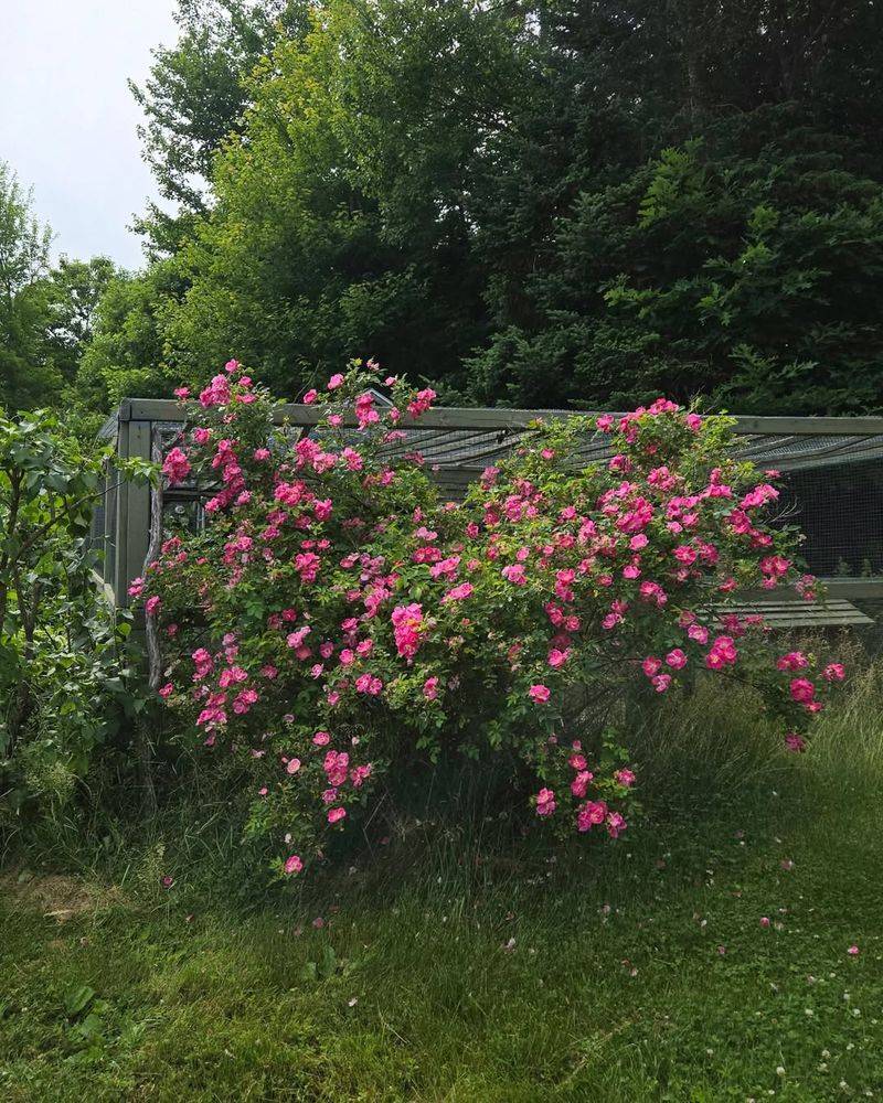 Planting Sun-Loving Varieties In Deep Shade