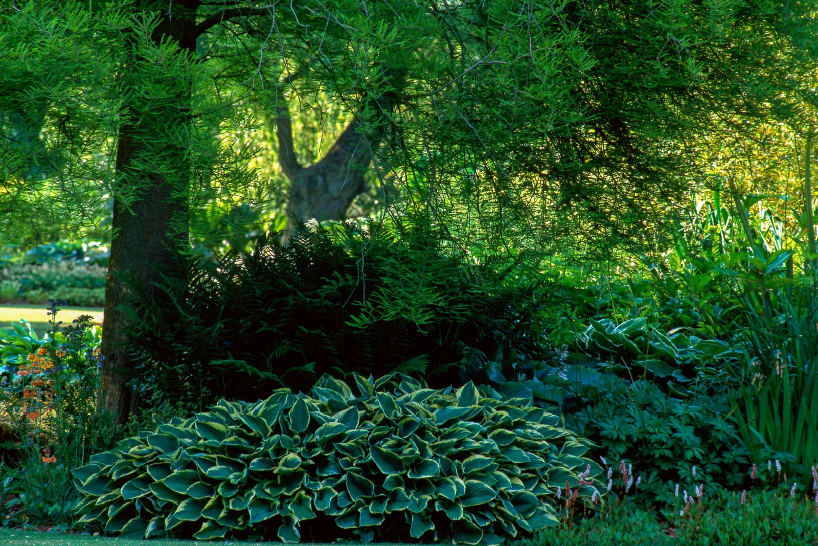 10 Shade Garden Mistakes Oregon Homeowners Are Still Making