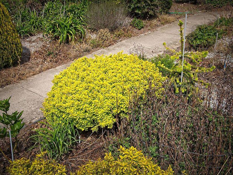 Golden Barberry