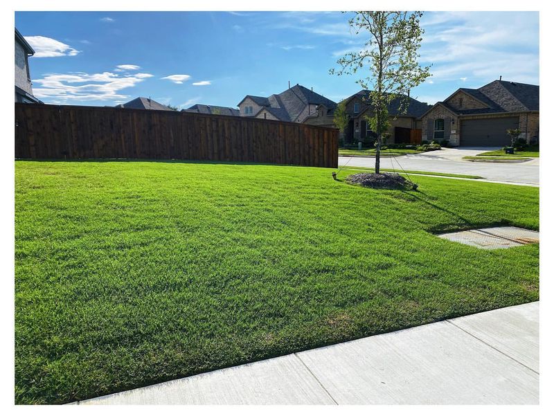 Low-Water Lawns Replacing Traditional Turf