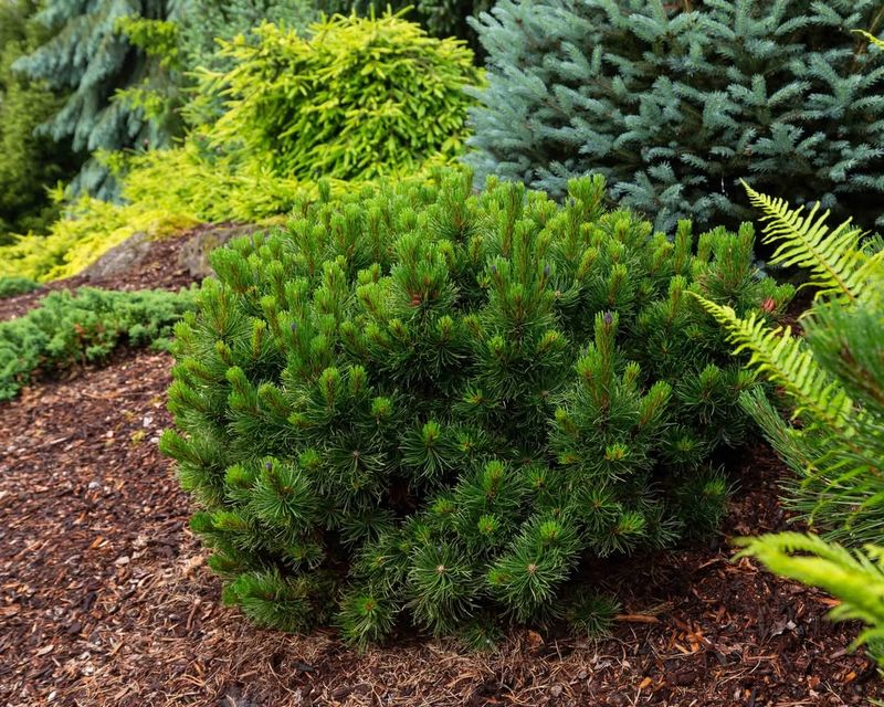 Dwarf Mugo Pine