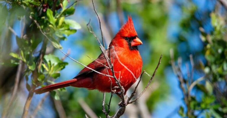 Cardinal bird perched on a tree branch