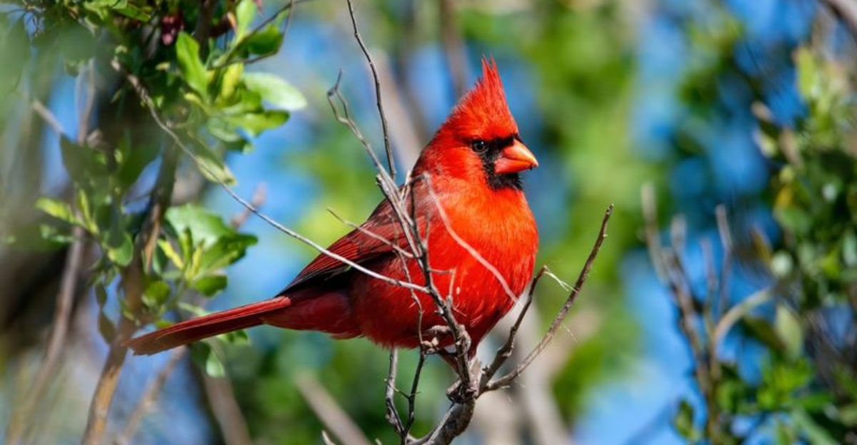 Cardinal bird perched on a tree branch