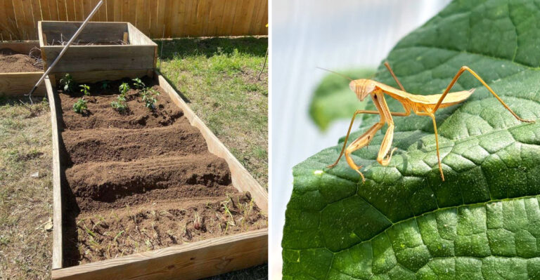raised garden bed and praying mantis insect