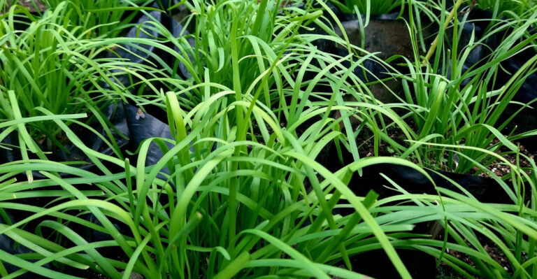 Chives (featured image)