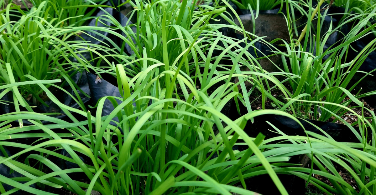 Chives (featured image)