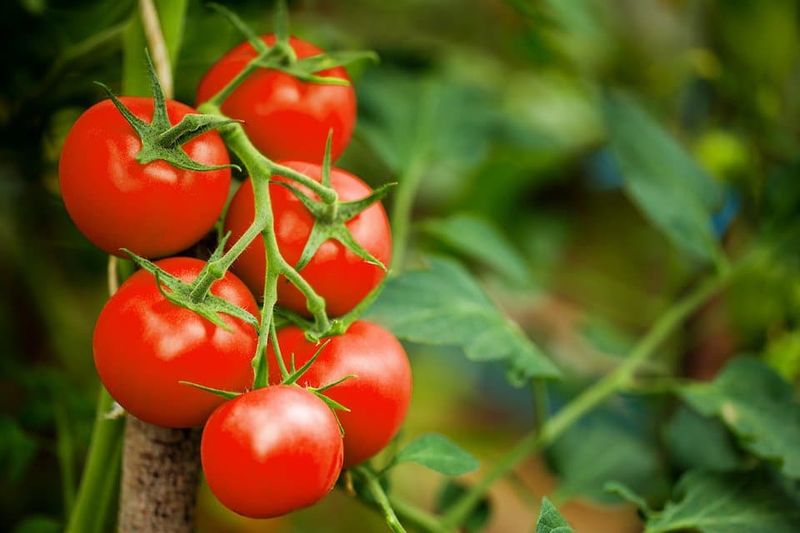 Cherry Tomatoes