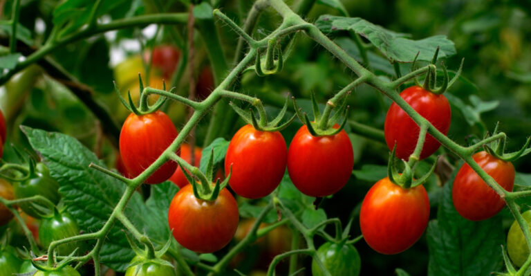 cherry tomatoes (featured image)