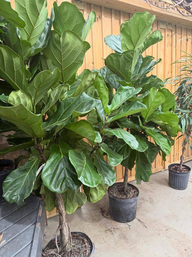 Fiddle Leaf Fig