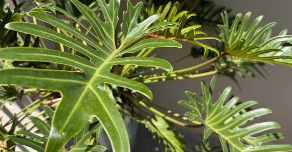 Philodendron Xanadu
