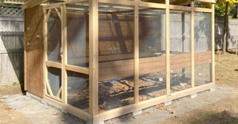 backyard chicken coop