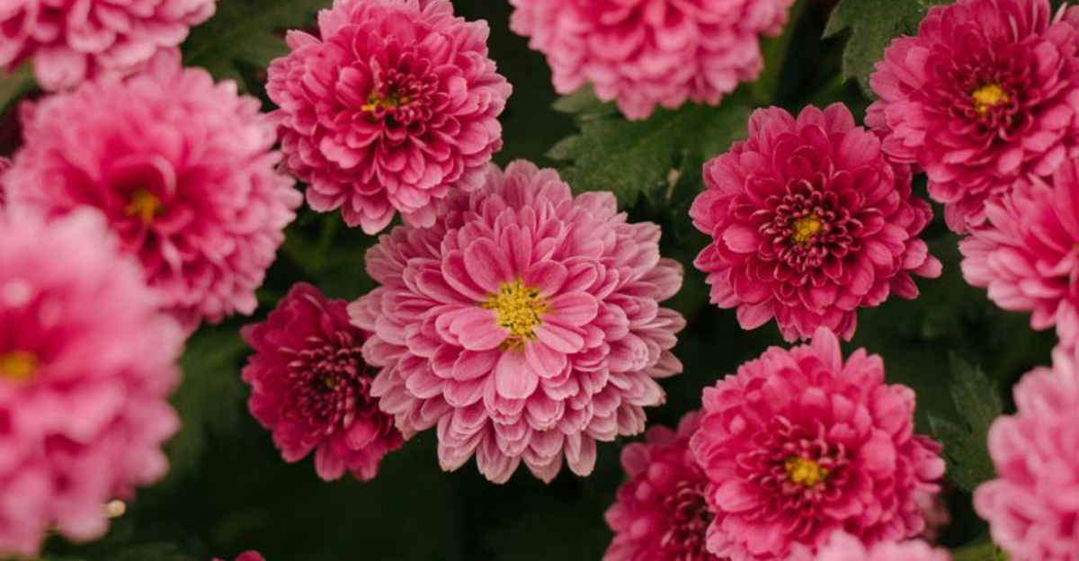 chrysanthemums