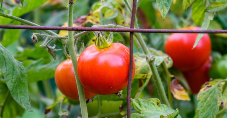 tomatoes (featured image)