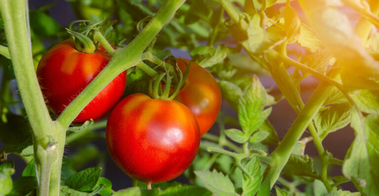 tomatoes (featured image)
