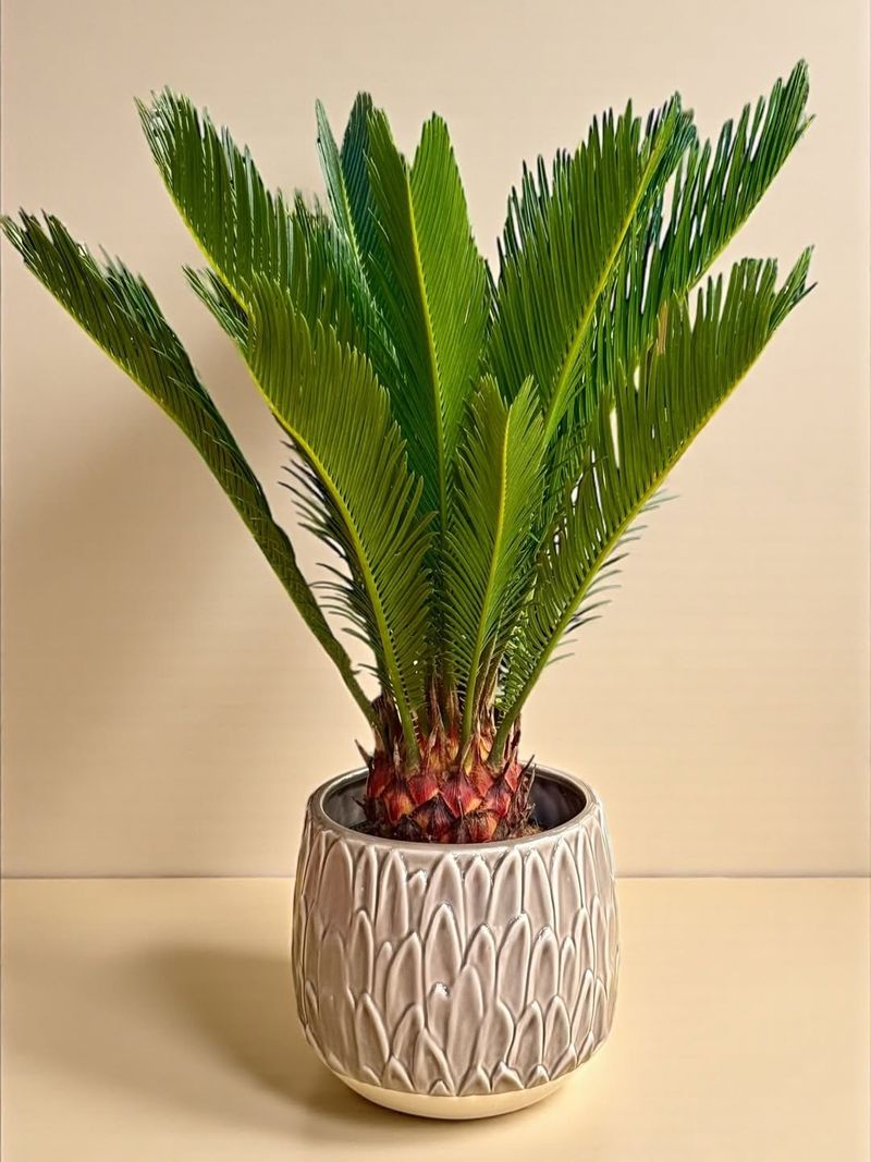 Sago Palm